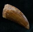 Carcharodontosaurus Tooth - A Real Gem #12105-2